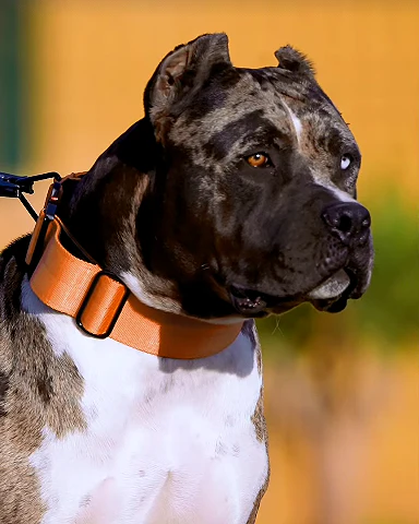 Bestia Dog Sport GripPro Handle Collar - Image 6