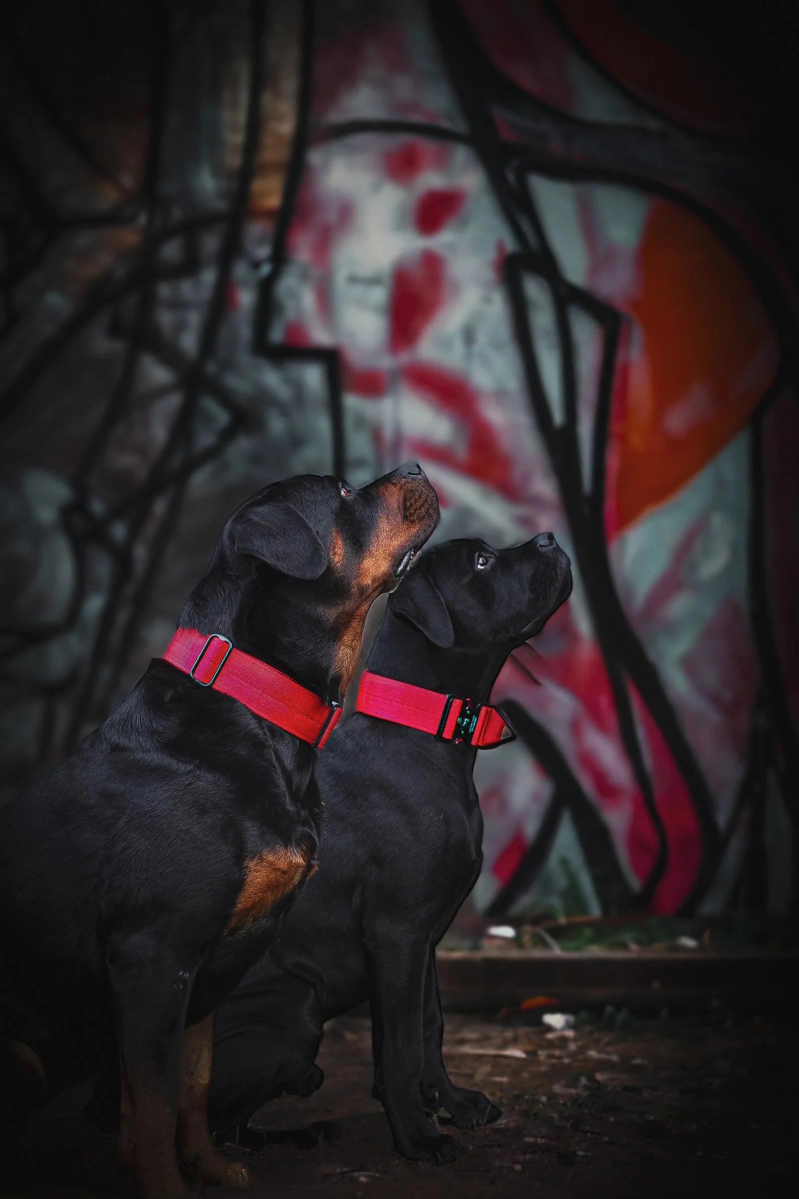 Bestia Dog Sport GripPro Handle Collar - Image 8