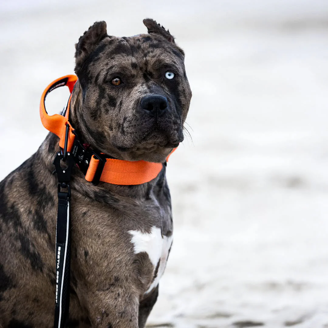 Bestia Dog Sport GripPro Handle Collar - Image 9