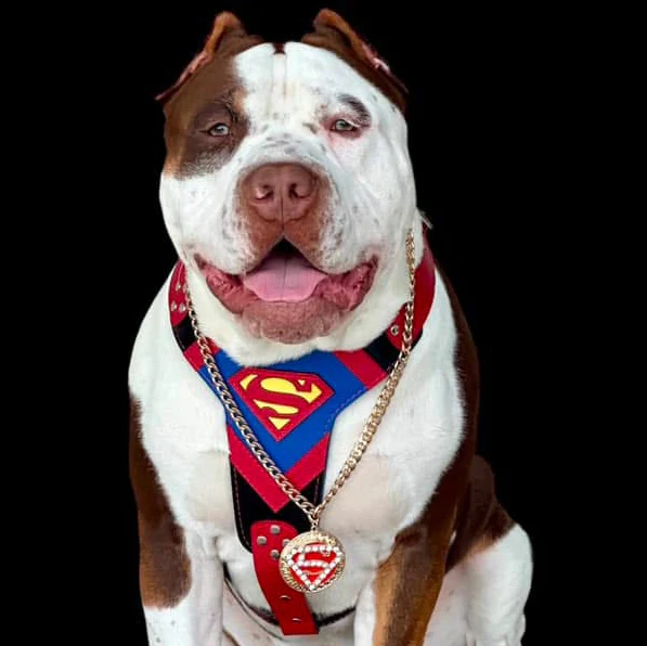 Superdog Harness - Image 3