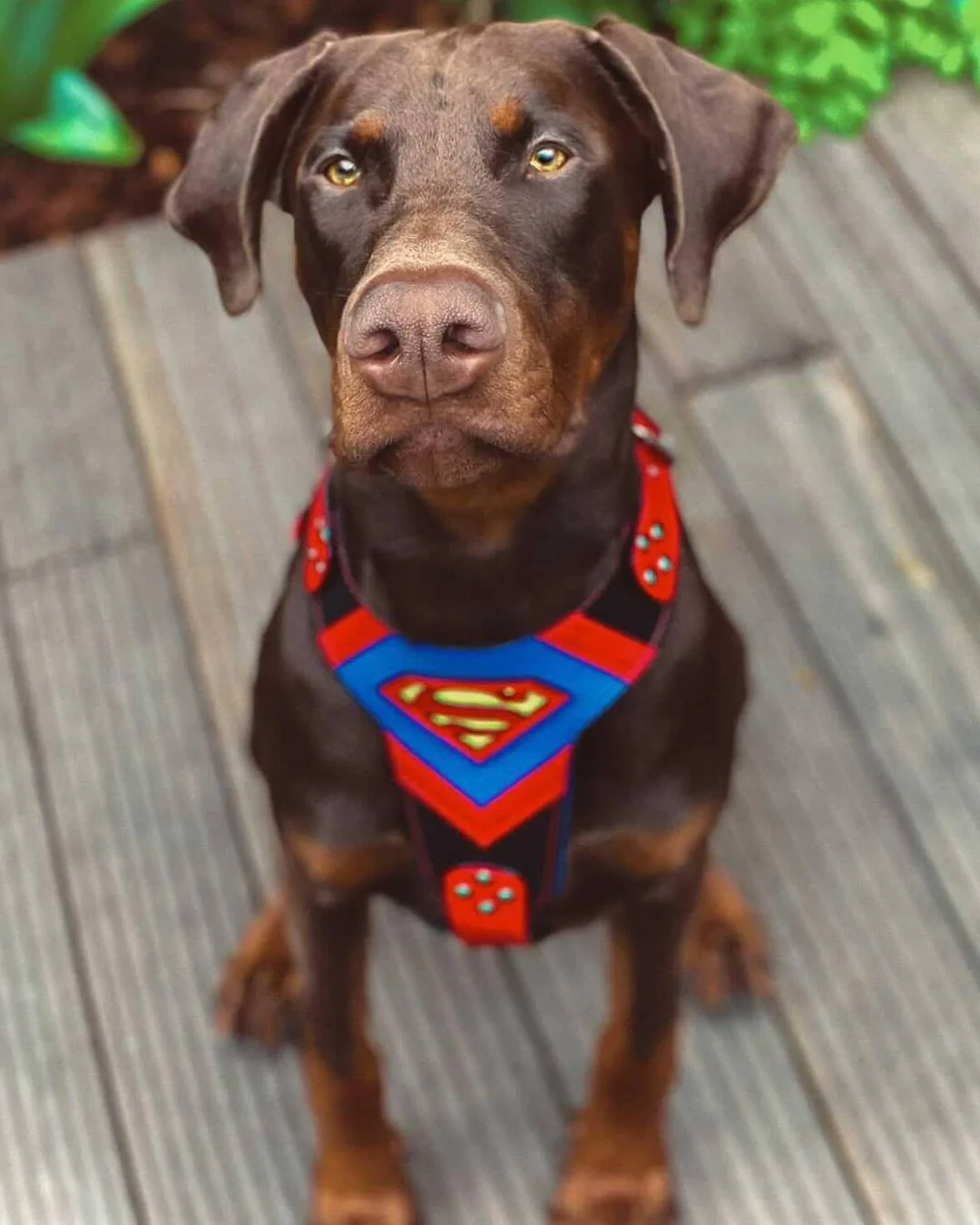 Superdog Harness Medium Size - Image 4