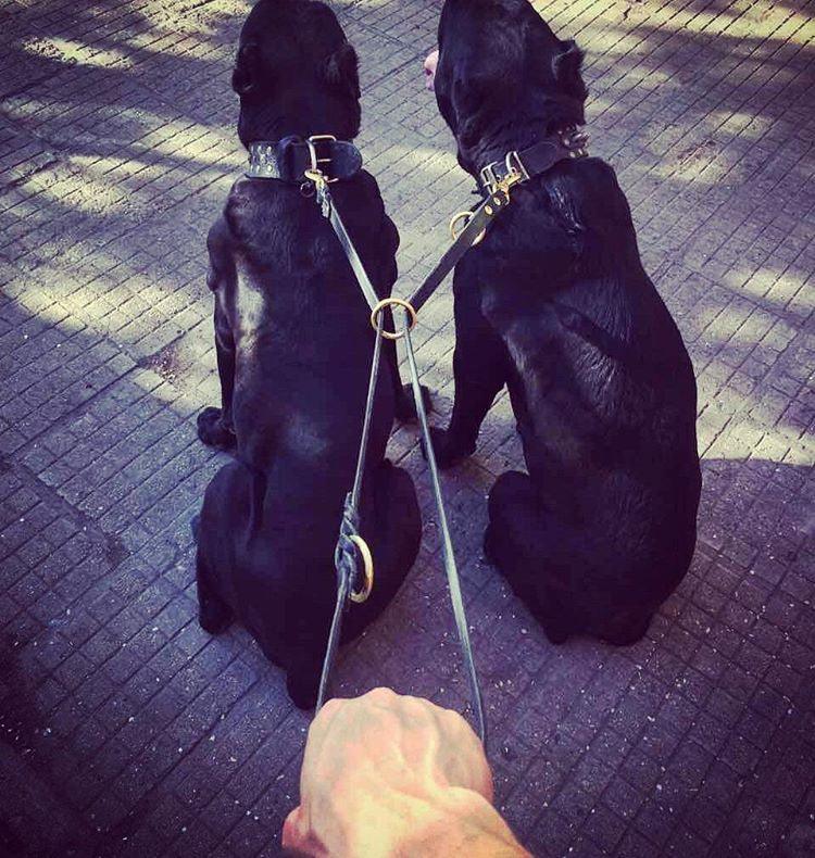 The Bestia multi purpose Police leash - Image 6