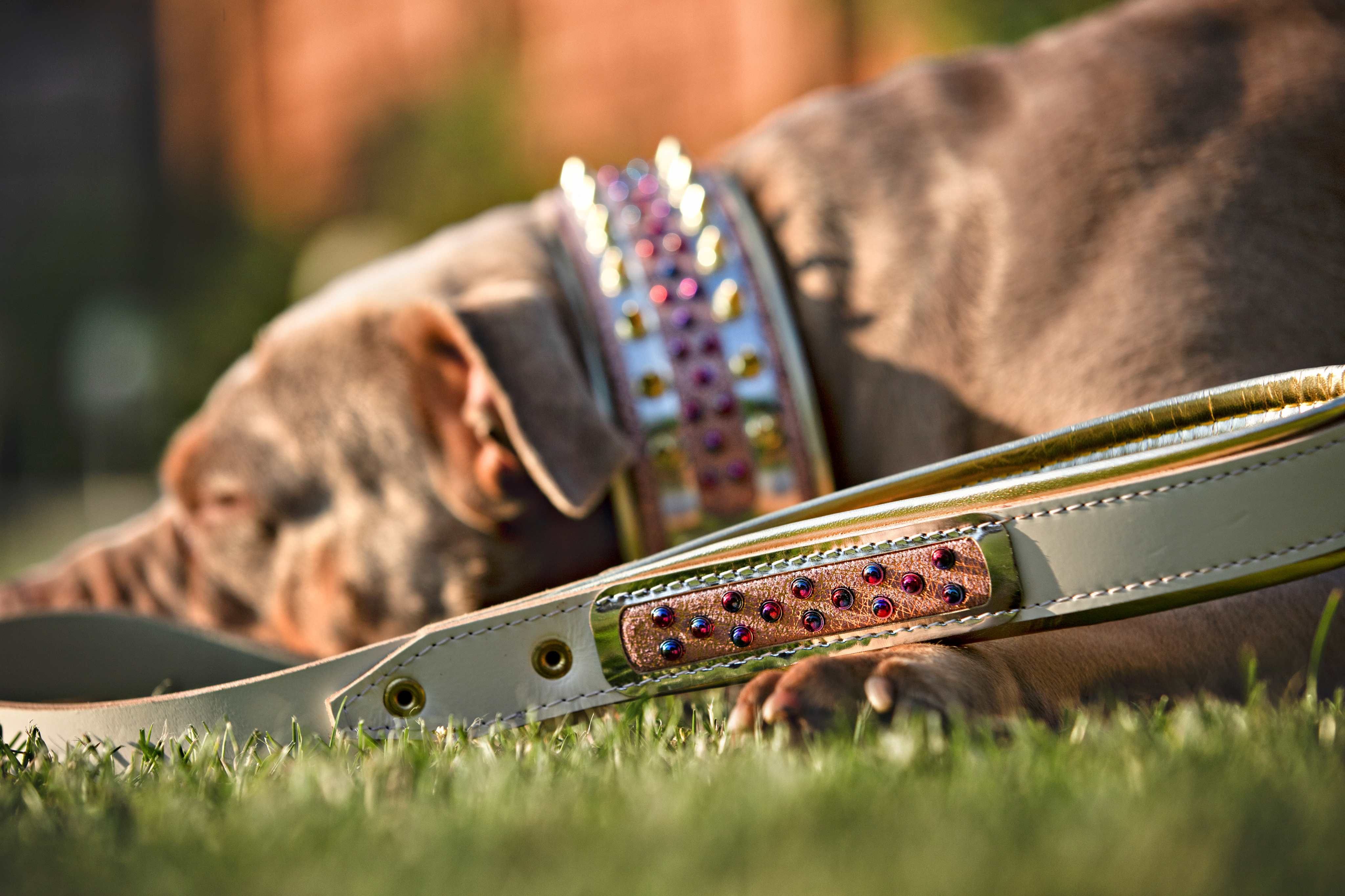 The Candy Dog Collar - Image 4