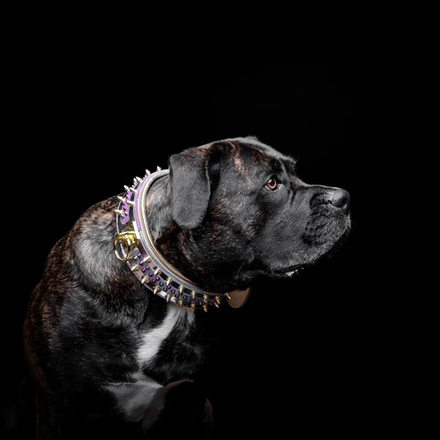The Candy Dog Collar - Image 5