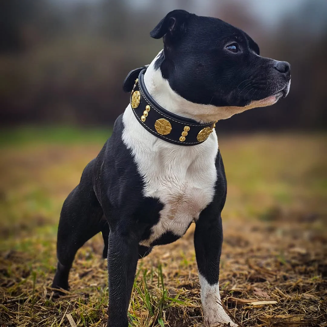 The "Maximus" collar 2 inch wide gold decoration - Image 6
