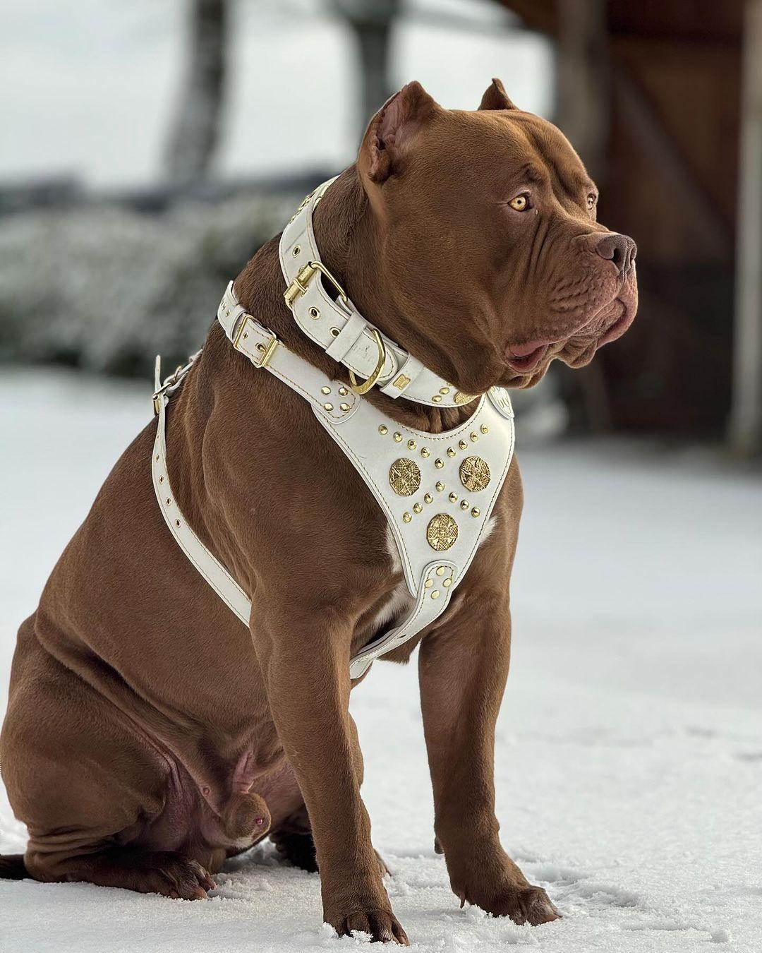 The "Maximus" harness White - Image 4