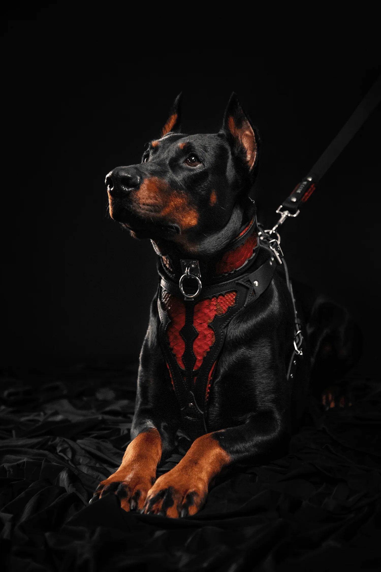 The ''Red Dragon'' leash - Image 7